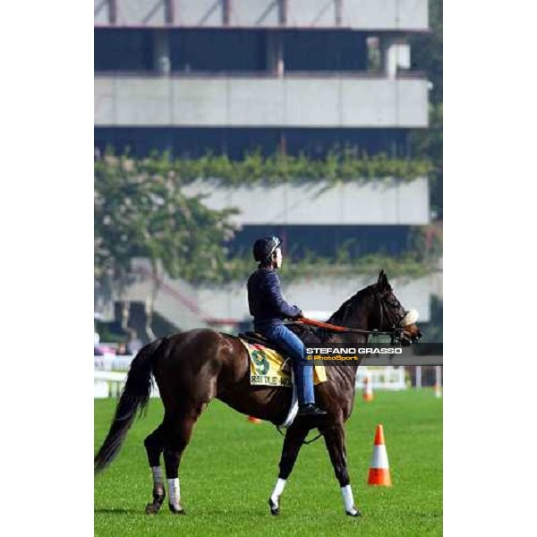 Battle Won morning track works at Sha Tin Hong Kong 10th dec.2004 ph. Stefano Grasso