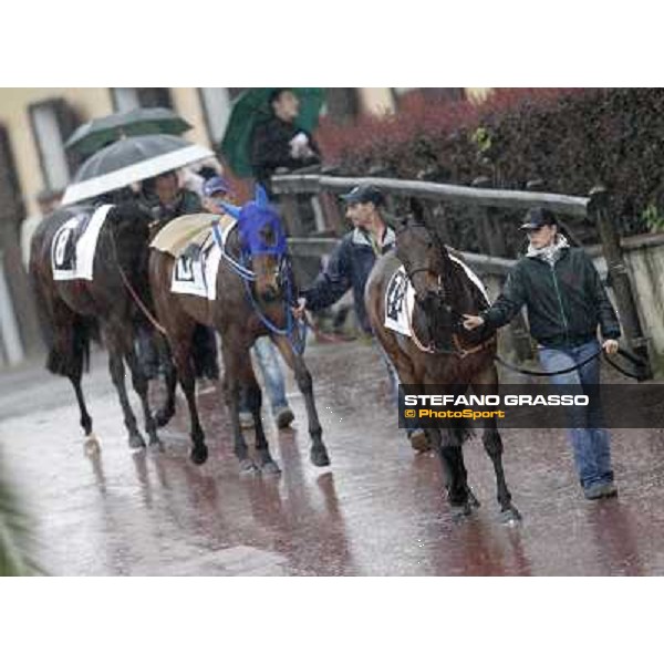 Golconde, Noble Hachy and Lady Store enter the paddock before the start of the Premio Carlo Chiesa Rome - Capannelle racecourse, 15th april 2012 photo Stefano Grasso