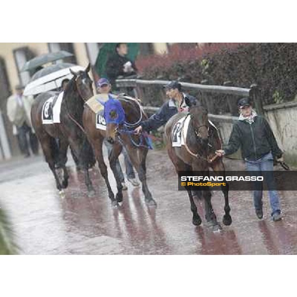 Golconde, Noble Hachy and Lady Store enter the paddock before the start of the Premio Carlo Chiesa Rome - Capannelle racecourse, 15th april 2012 photo Stefano Grasso