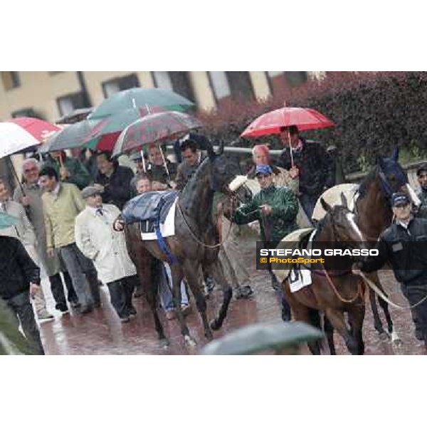 Adamantina enters the paddock before the Premio Carlo Chiesa Rome - Capannelle racecourse, 15th april 2012 photo Stefano Grasso