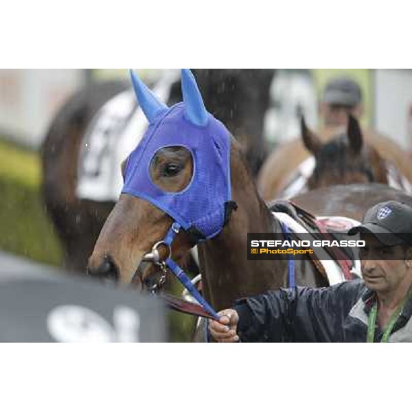 a portrait for Noble Hachy in the paddock before the Premio Carlo Chiesa Rome - Capannelle racecourse, 15th april 2012 photo Stefano Grasso