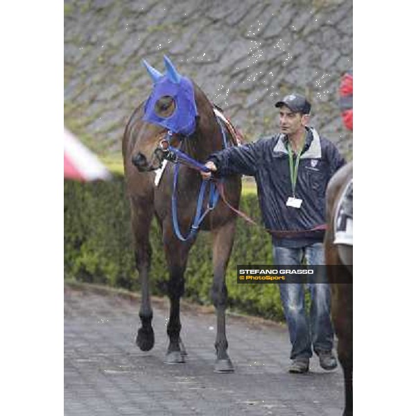 a portrait for Noble Hachy in the paddock before the Premio Carlo Chiesa Rome - Capannelle racecourse, 15th april 2012 photo Stefano Grasso