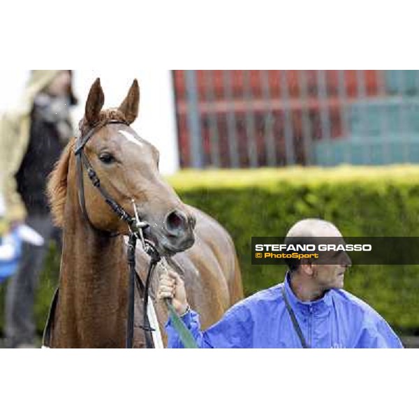 Angegreen parades after winning the Premio Lorenzo Camuffo Rome - Capannelle racecourse, 15th april 2012 photo Stefano Grasso