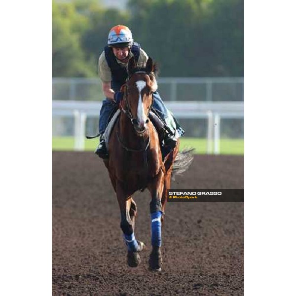 Phoenix Reach morning track works at Sha Tin Hong Kong 10th dec.2004 ph. Stefano Grasso