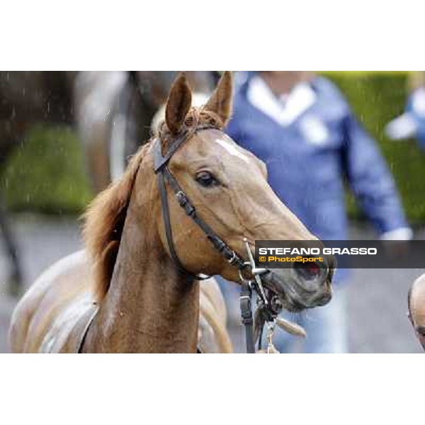 Angegreen parades after winning the Premio Lorenzo Camuffo Rome - Capannelle racecourse, 15th april 2012 photo Stefano Grasso