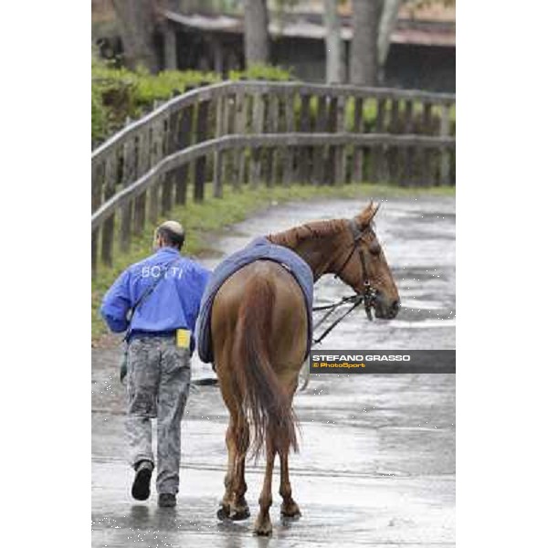 Angegreen returns home after winning the Premio Lorenzo Camuffo Rome - Capannelle racecourse, 15th april 2012 photo Stefano Grasso