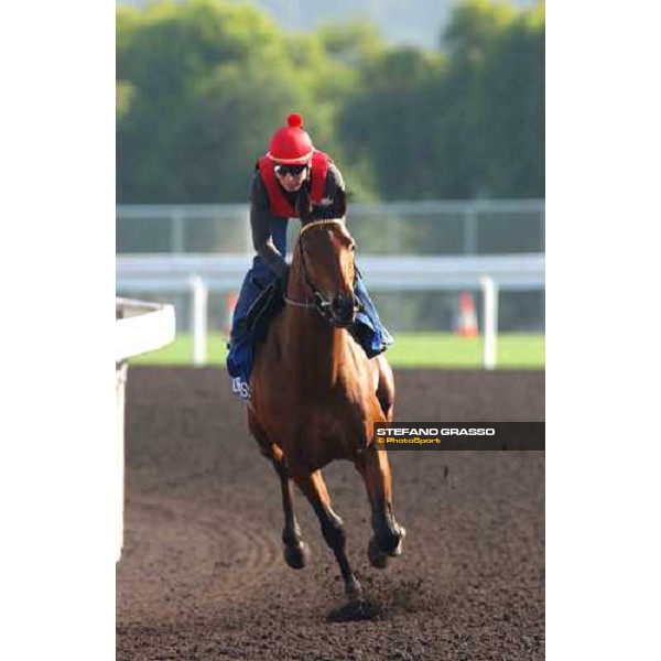 Eagle Rise morning track works at Sha Tin Hong Kong 10th dec.2004 ph. Stefano Grasso