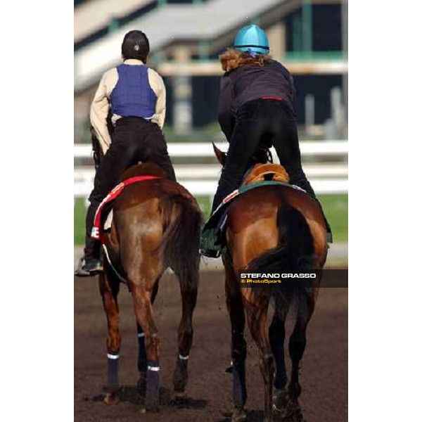 Latice and Vallee Enchantee morning track works at Sha Tin Hong Kong 10th dec.2004 ph. Stefano Grasso