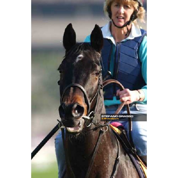 The Tatling morning track works at Sha Tin Hong Kong 10th dec.2004 ph. Stefano Grasso