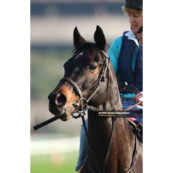 The Tatling morning track works at Sha Tin Hong Kong 10th dec.2004 ph. Stefano Grasso
