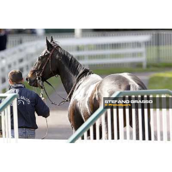 Saratoga Black returns home with his groom after winning the Premio Ambrosiano Milano - San Siro galopp racecourse, 22nd april 2012 ph.Stefano Grasso