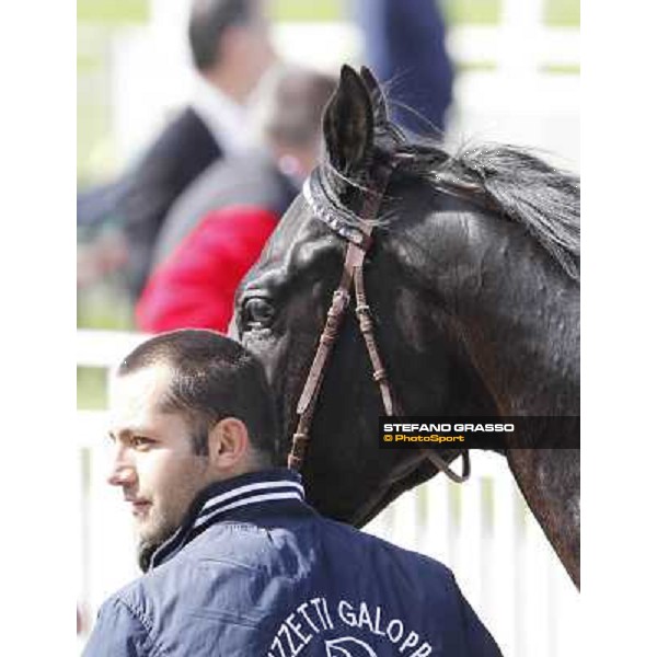 Saratoga Black returns home after winning the Premio Ambrosiano Milano - San Siro galopp racecourse, 22nd april 2012 ph.Stefano Grasso