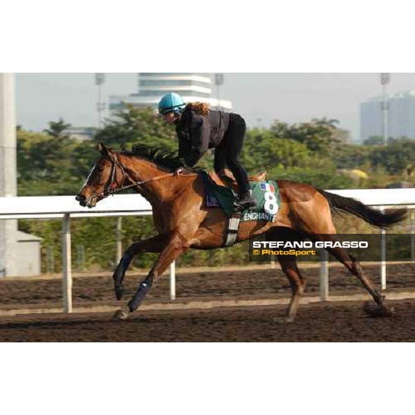 Vallee Enchantee morning track works at Sha Tin Hong Kong 10th dec.2004 ph. Stefano Grasso