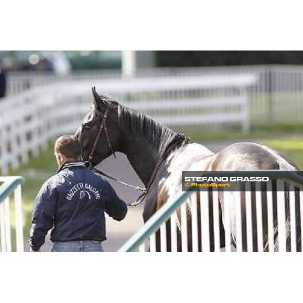 Saratoga Black returns home after winning the Premio Ambrosiano Milano - San Siro galopp racecourse, 22nd april 2012 ph.Stefano Grasso