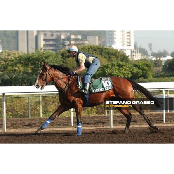 Phoenix Reach morning track works at Sha Tin Hong Kong 10th dec.2004 ph. Stefano Grasso
