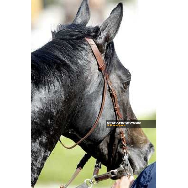 Sopran Montieri returns home after winning the Premio Rovato. Milano - San Siro galopp racecourse, 22nd april 2012 photo Stefano Grasso