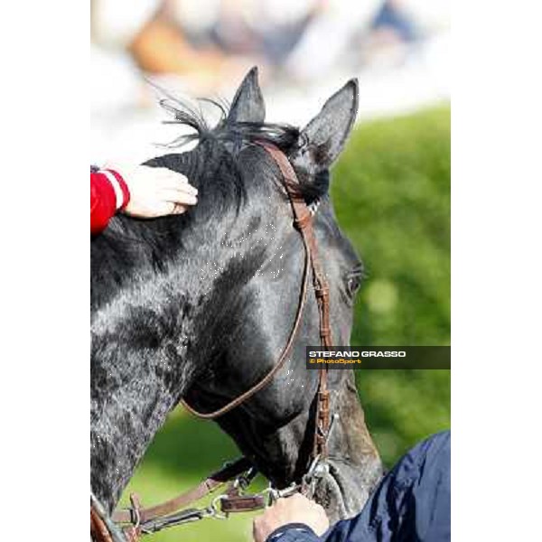 Sopran Montieri returns home after winning the Premio Rovato. Milano - San Siro galopp racecourse, 22nd april 2012 photo Stefano Grasso