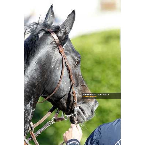 Sopran Montieri returns home after winning the Premio Rovato. Milano - San Siro galopp racecourse, 22nd april 2012 photo Stefano Grasso