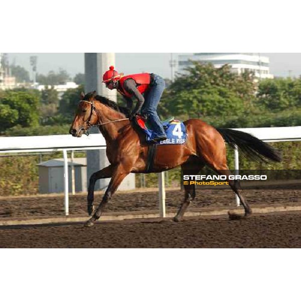 Eagle Rise morning track works at Sha Tin Hong Kong 10th dec.2004 ph. Stefano Grasso