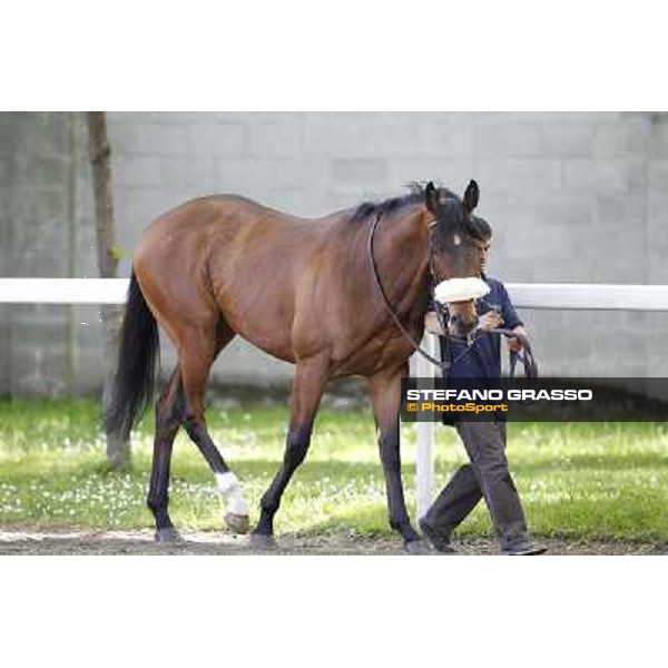 Smoking Joe Milano - San Siro galopp racecourse, 22nd april 2012 photo Stefano Grasso