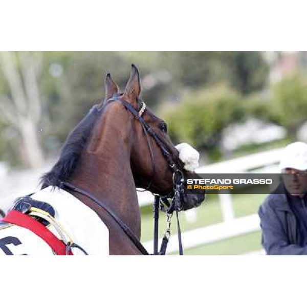 Smoking Joe Milano - San Siro galopp racecourse, 22nd april 2012 photo Stefano Grasso