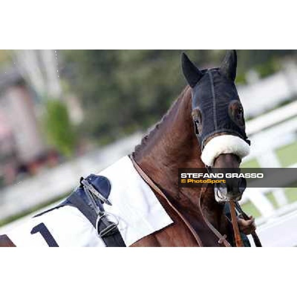 Duca di Mantova Milano - San Siro galopp racecourse, 22nd april 2012 photo Stefano Grasso