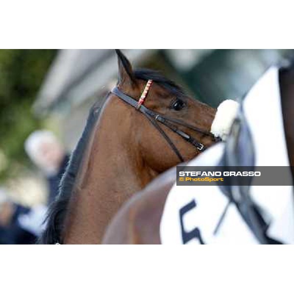 Smoking Joe Milano - San Siro galopp racecourse, 22nd april 2012 photo Stefano Grasso