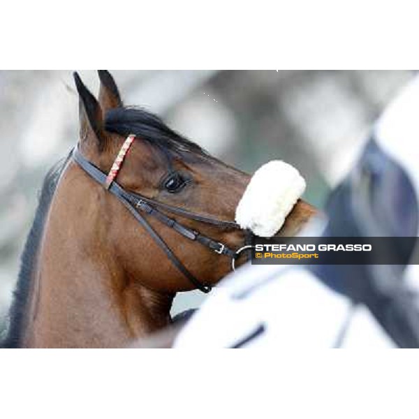 Smoking Joe Milano - San Siro galopp racecourse, 22nd april 2012 photo Stefano Grasso