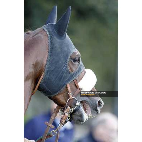 Duca di Mantova Milano - San Siro galopp racecourse, 22nd april 2012 photo Stefano Grasso