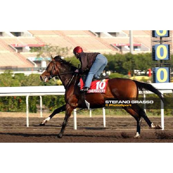 Powerscourt morning track works at Sha Tin Hong Kong 10th dec.2004 ph. Stefano Grasso