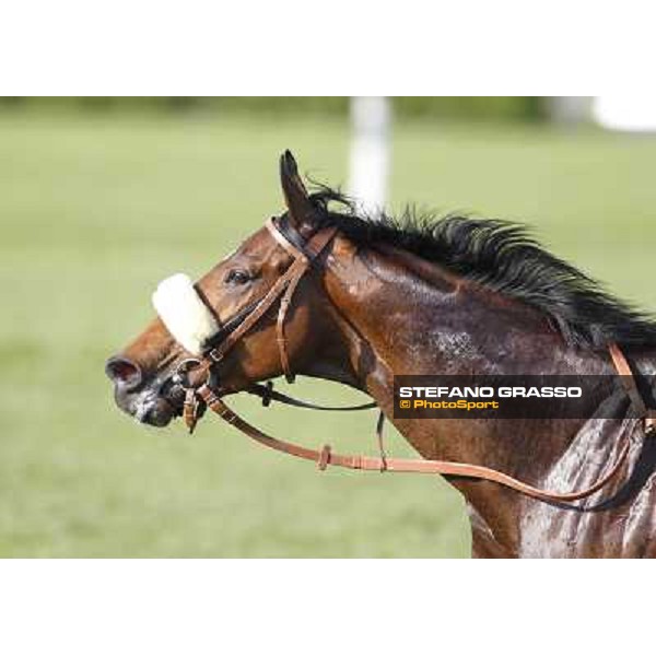 Mister Sandro Milano - San Siro galopp racecourse, 22nd april 2012 photo Stefano Grasso