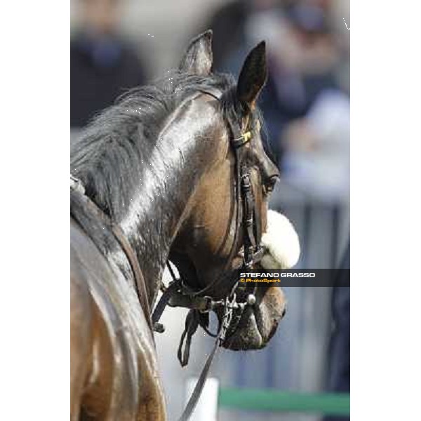 Aquila d\'Oriente returns home after winning the Premio Alberto Zanoletti di Rozzano Milano - San Siro galopp racecourse, 22nd april 2012 photo Stefano Grasso