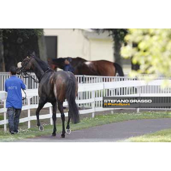 Aquila d\'Oriente returns home after winning the Premio Alberto Zanoletti di Rozzano Milano - San Siro galopp racecourse, 22nd april 2012 photo Stefano Grasso