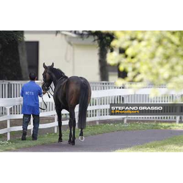 Aquila d\'Oriente returns home after winning the Premio Alberto Zanoletti di Rozzano Milano - San Siro galopp racecourse, 22nd april 2012 photo Stefano Grasso