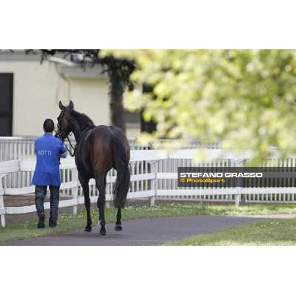 Aquila d\'Oriente returns home after winning the Premio Alberto Zanoletti di Rozzano Milano - San Siro galopp racecourse, 22nd april 2012 photo Stefano Grasso