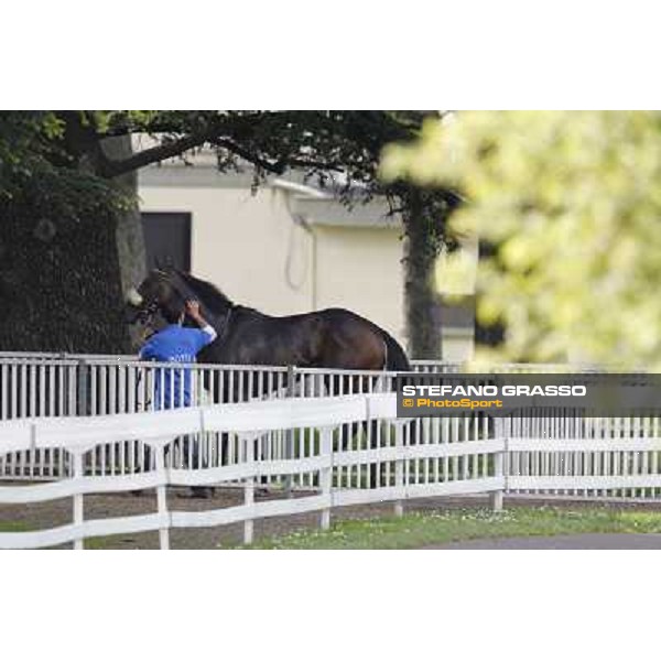 Aquila d\'Oriente returns home after winning the Premio Alberto Zanoletti di Rozzano Milano - San Siro galopp racecourse, 22nd april 2012 photo Stefano Grasso