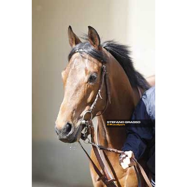 a close up of Frankenstein before the race Milano - San Siro galopp racecourse, 22nd april 2012 photo Stefano Grasso