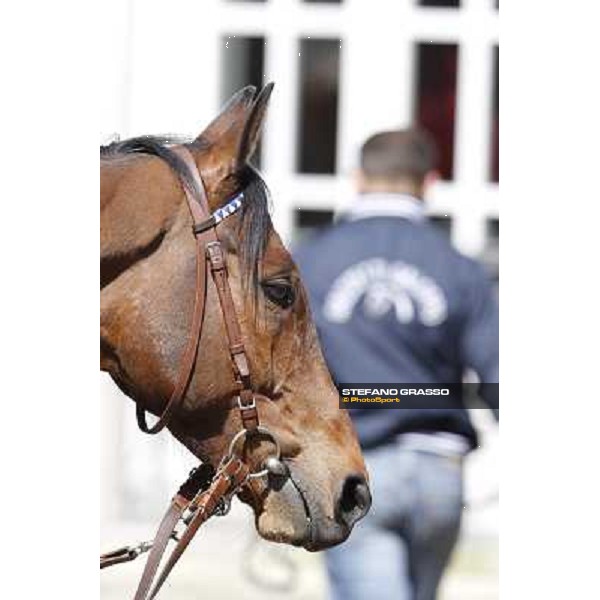 a close up of Frankenstein before the race Milano - San Siro galopp racecourse, 22nd april 2012 photo Stefano Grasso