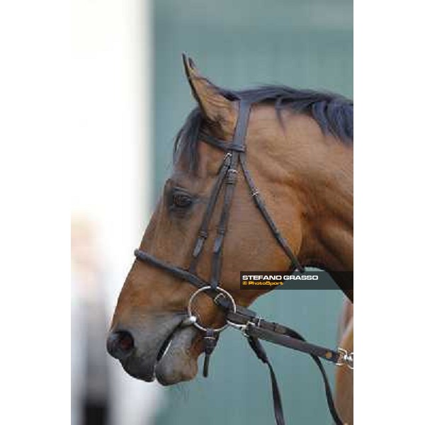 A portrait for Estejo before the race Milano - San Siro galopp racecourse, 22nd april 2012 photo Stefano Grasso