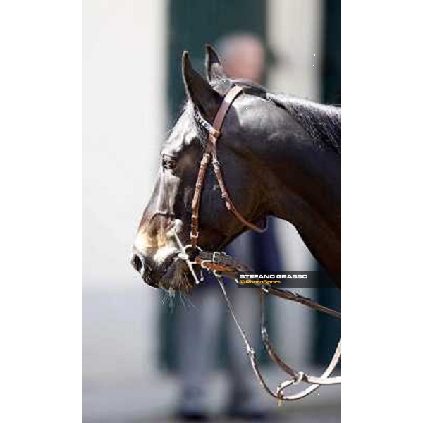 A portrait for Saratoga Black before the race Milano - San Siro galopp racecourse, 22nd april 2012 photo Stefano Grasso