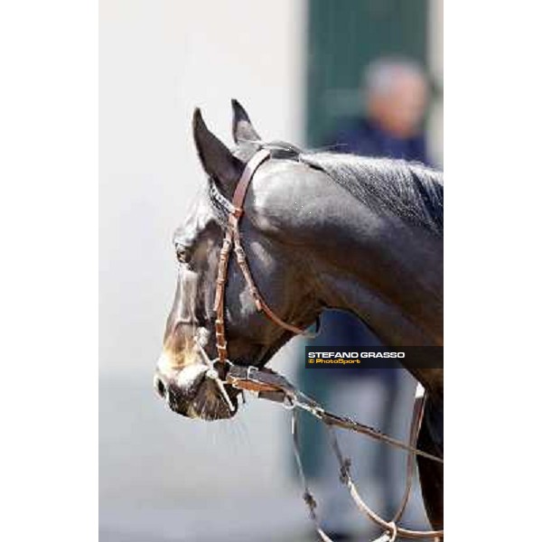 A portrait for Saratoga Black before the race Milano - San Siro galopp racecourse, 22nd april 2012 photo Stefano Grasso