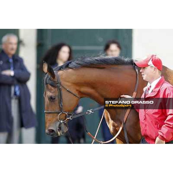 A portrait for Estejo before the race Milano - San Siro galopp racecourse, 22nd april 2012 photo Stefano Grasso