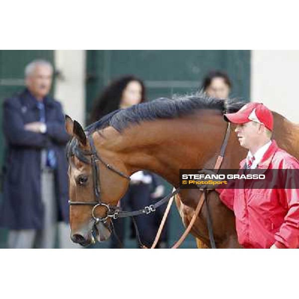 A portrait for Estejo before the race Milano - San Siro galopp racecourse, 22nd april 2012 photo Stefano Grasso