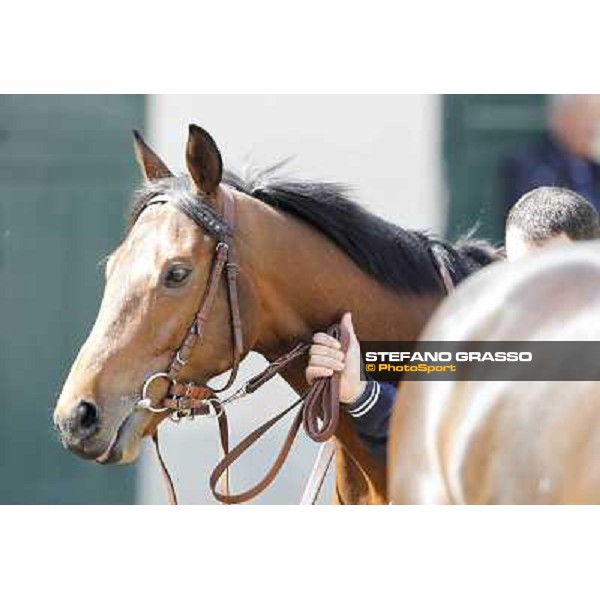 A portrait for Frankenstein before the race Milano - San Siro galopp racecourse, 22nd april 2012 photo Stefano Grasso