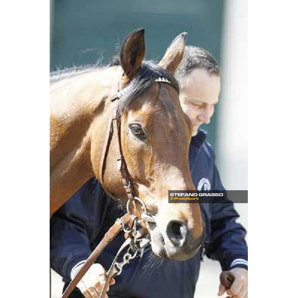 A portrait for Frankenstein before the race Milano - San Siro galopp racecourse, 22nd april 2012 photo Stefano Grasso