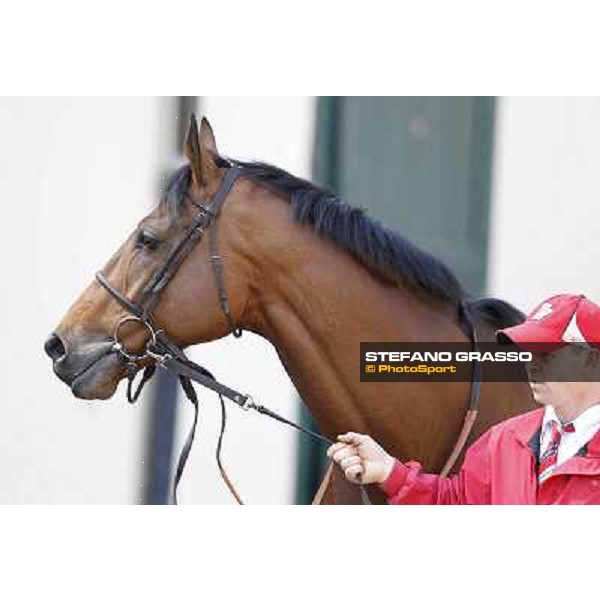 A portrait for Estejo before the race Milano - San Siro galopp racecourse, 22nd april 2012 photo Stefano Grasso