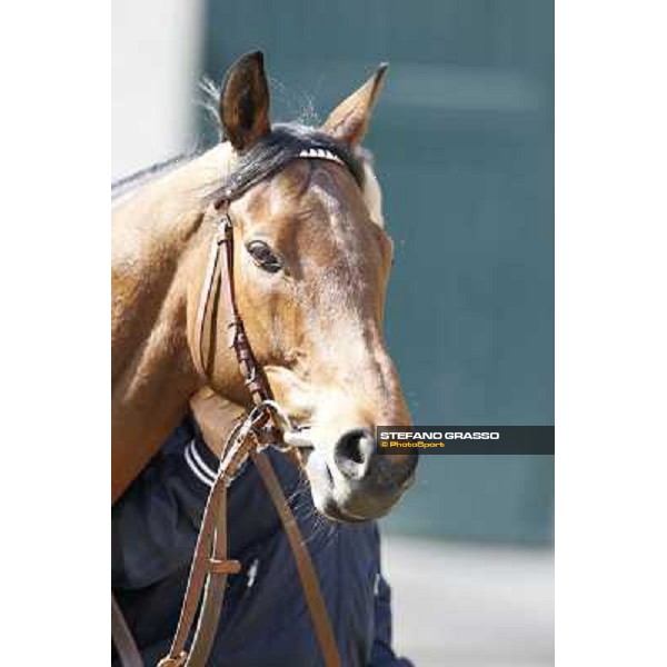 A portrait for Frankenstein before the race Milano - San Siro galopp racecourse, 22nd april 2012 photo Stefano Grasso