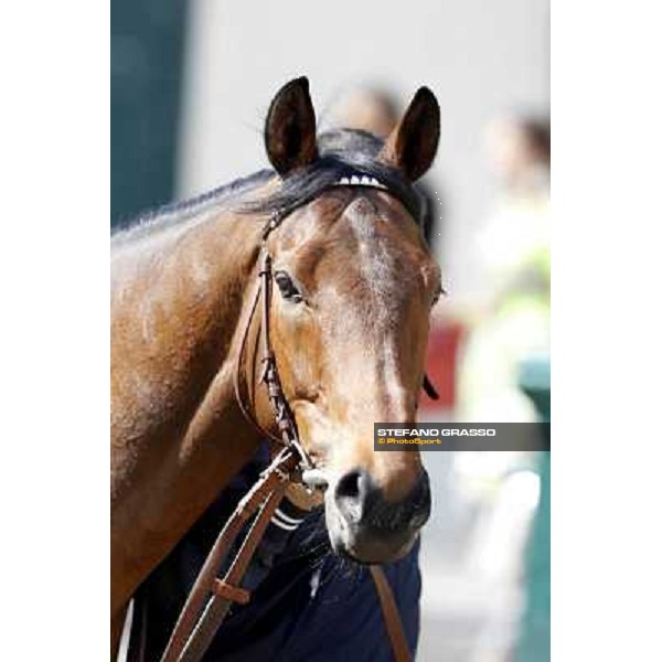 A portrait for Frankenstein before the race Milano - San Siro galopp racecourse, 22nd april 2012 photo Stefano Grasso