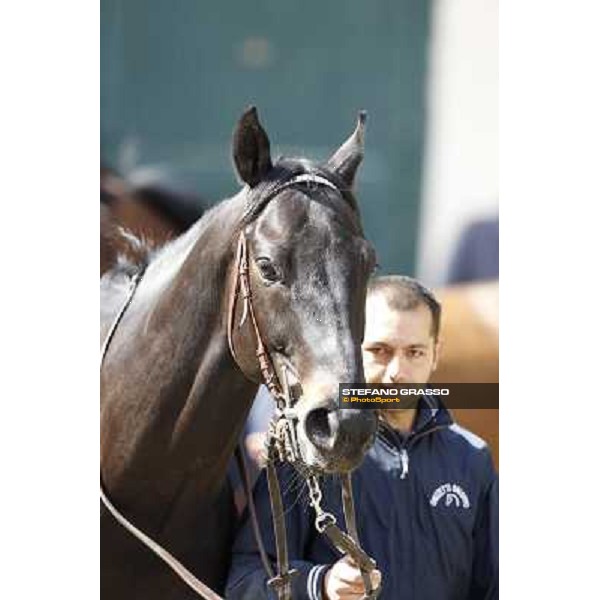 A portrait for Saratoga Black before the race Milano - San Siro galopp racecourse, 22nd april 2012 photo Stefano Grasso