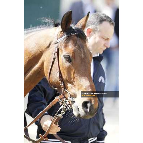 A portrait for Frankenstein before the race Milano - San Siro galopp racecourse, 22nd april 2012 photo Stefano Grasso